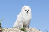 SPITZ ALLEMAND 167